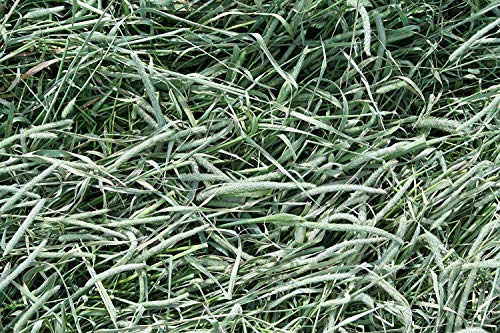  Standlee Premium Western Forage Timothy, 18oz Bag