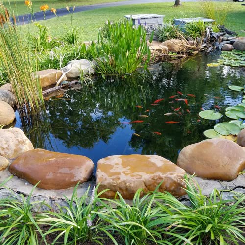  Toledo Goldfish Butterfly And Standard Fin Koi Combo, Variety Of Colors And Patterns - Perfect For Ponds Or Aquariums - 3-4 Inches, 10 Count